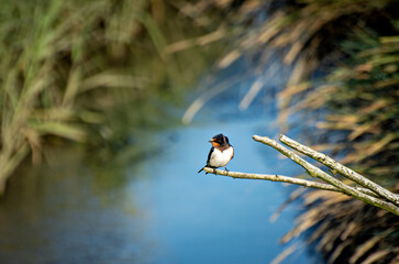 Swallow by the river