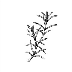 Rosemary or lavender branch vector illustration painted by black inks. Mediterranean seasoning aromatic fresh herbs etching drawing. Fragrant plant for essential oil label, Christmas roast decor