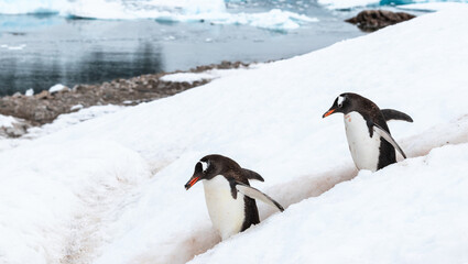 Fototapeta premium Gentoo penguin with rock in beak, following by other penguin in the snow on penguin highway in Antarctica. Side View.