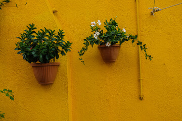 flowers on the wall