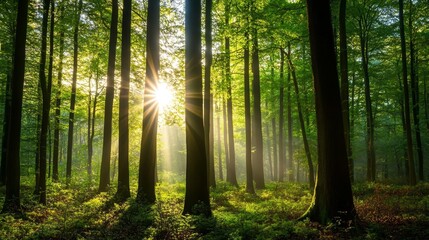 Sunlit Forest Morning Light Through Dense Trees