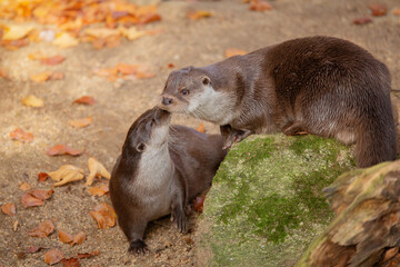 Two otters gently touch noses as if kissing, among golden autumn leaves. Together forever. Love,...