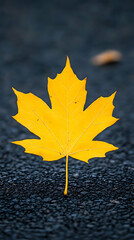 Vibrant yellow maple leaf on dark asphalt