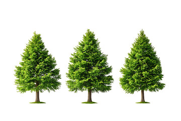 Obraz premium Three evergreen trees with green foliage isolated against a white background