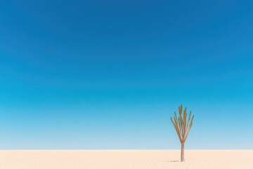 Obraz premium lone cactus stands resiliently against vast sandy expanse under deep blue sky highlighting nature adaptability amidst