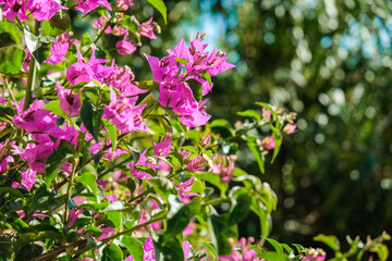 pink and white flowers