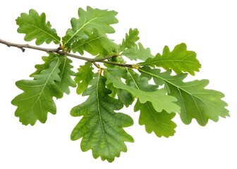 Fototapeta premium Green Oak Branch with Fresh Leaves Isolated on White Background