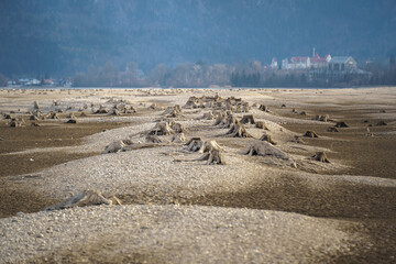 Numerous tree stumps on dry, eroded soil near a village, highlighting deforestation, environmental...