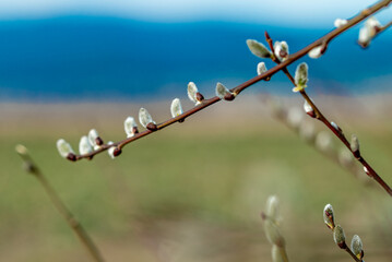 Catkins - Bazie kotki