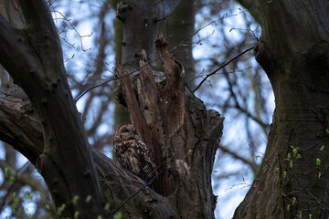 tawny owl