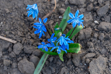First spring flower of blue scilla siberica in field. Primrose of siberian squill bloom in meadow. Perennial bulbous plants of the asparagus family asparagaceae in season springtime. Bud wildflower.