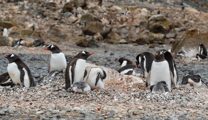 Rookery of Gentoo Penguins in Antarctica