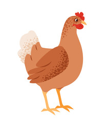 Cute vector illustration of a domestic hen. Farmyard bird represents sustainability, agriculture, and organic farming.