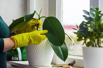 Woman in yellow rubber gloves is gardening. Replanting and pruning house plants. Sustainable...