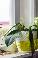 Young woman in yellow rubber gloves is replanting and pruning house plants. Home gardening, sustainable living, lifestyle.