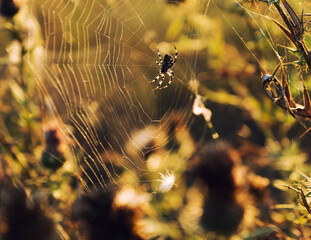 spider on the web