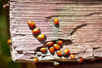 Ladybugs