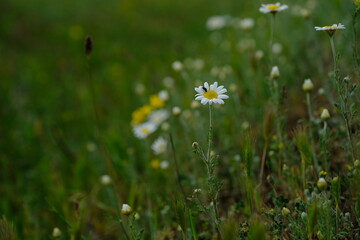 field of daisies