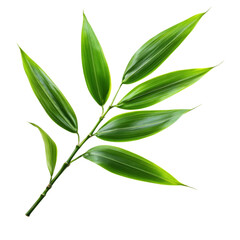 Stunning Bamboo Leaves: A Fresh Nature Image