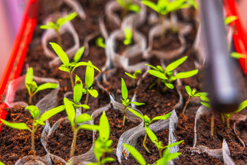 Close up of tomato seedlings growing in mesh bags filled with soil under grow light. Sweden.