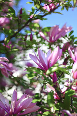 Blurred spring background with pink magnolia flowers.