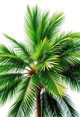 Single majestic palm tree, lush green fronds, against pure white backdrop, background, image