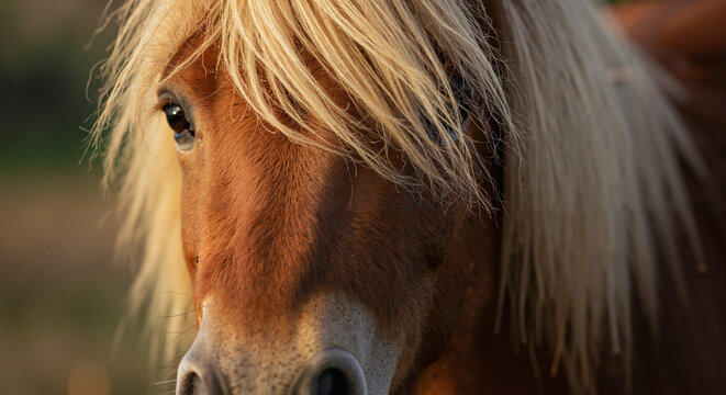 Pony care showcased in a close-up of a friendly ponys face with flowing mane