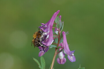 Flowers fumewort (Corydalis solida) and a hairy-footed flower bee (Anthophora plumipes), family Apidae. Spring, March, Netherlands