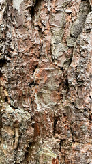 bark of a tree