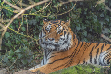 lazy tiger