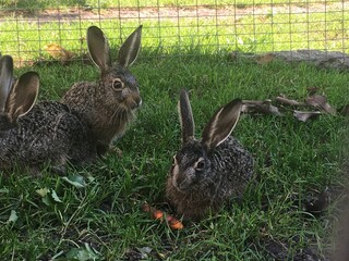 hare in the grass