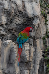 Scarlet Macaw, a colorful bird sitting on a stone wall. Parrot concept, zoo, birds