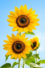 Fototapeta premium Two vibrant sunflowers in full bloom against a clear blue sky