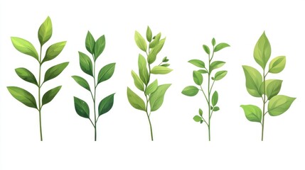 Obraz premium Green leaf sprigs, botanical illustration, isolated on white, for design
