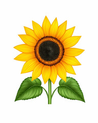 Fototapeta premium Vibrant single sunflower with two leaves isolated on white