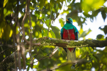 Male of resplendent quetzal, sitted on the tree branch in the forest of Monteverde National Park, Costa Rica. Birdwatching Pura Vida.