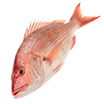 A red snapper on black ground transparent background