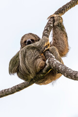 Brown-throated sloth (Bradypus variegatus). Costa Rica, Santa Rita, Provincia de Alajuela. Selective focus on sloth's eyes