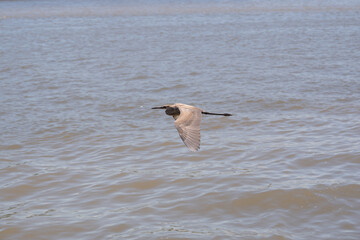 garza gris volando sobre el mar