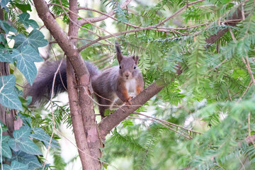 Eichhörnchen sitzt auf einem Ast in einem Baum