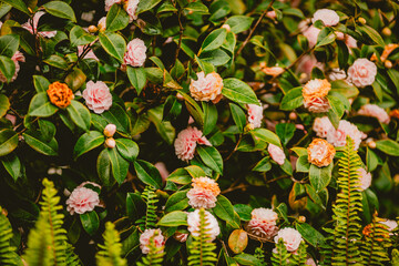 Rosebud bush taken in Los Angeles, California