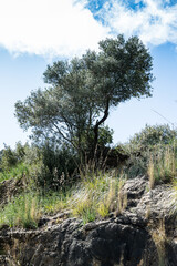 Olivenbaum auf Mallorca