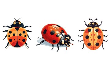 Three ladybugs are shown in different positions