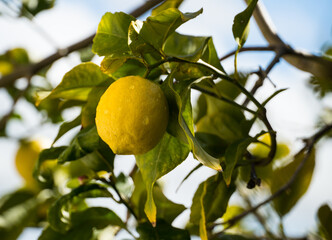 Zitronen am Baum