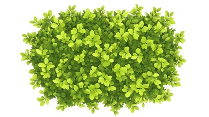 Obraz premium Detailed Top View Illustration of Lush Green Bush or Tree for Landscape Designs