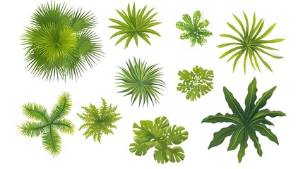Detailed Top View Green Palm Vector Illustration for Botanical Designs and Projects