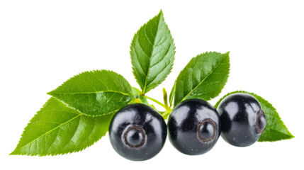 Harvesting blackberries in nature fresh fruit green leaves isolated on transparent background