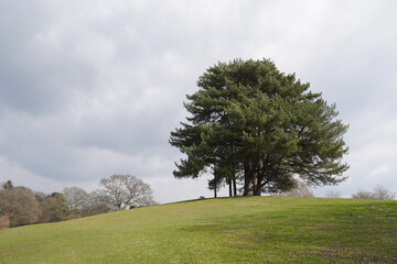 evergreen tree on hill top. peaceful green landscape for walking. 