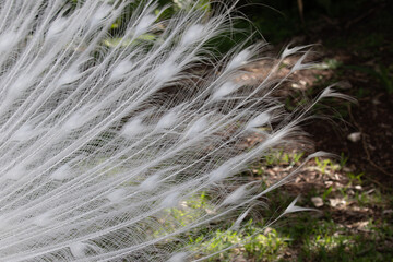 Albeno peacock with full white feathers