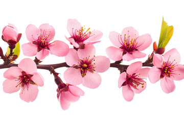 Naklejka premium Blooming pink cherry blossoms in nature floral view isolated on transparent background